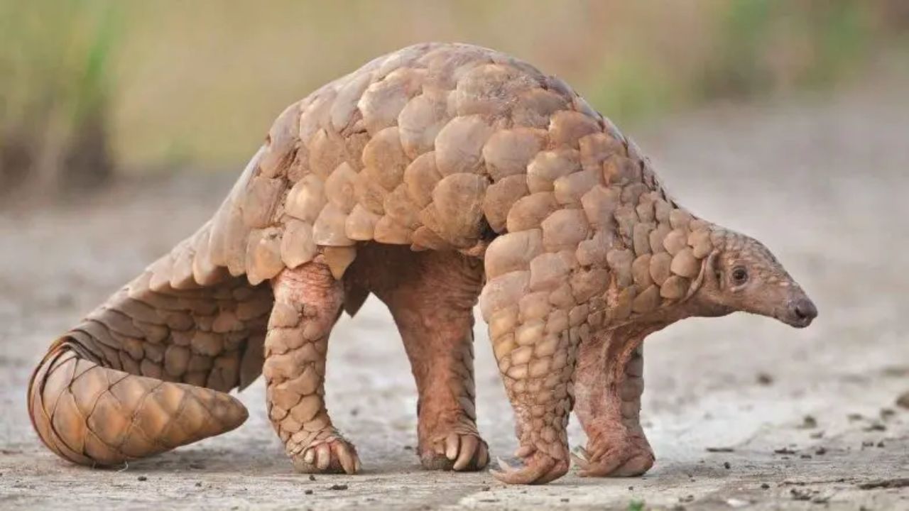 Usthadian Academy / World Pangolin Day 2024 Observed On February 17th | 20 feb 2024 Usthadian Academy / World Pangolin Day 2024 Observed On February 17th